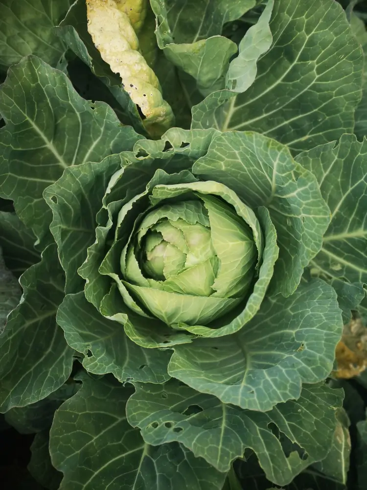 Cabbage