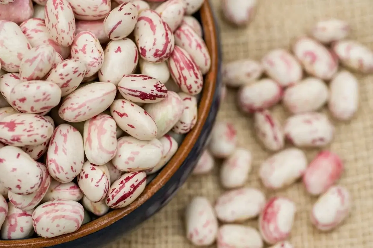 Bean Cranberry Red