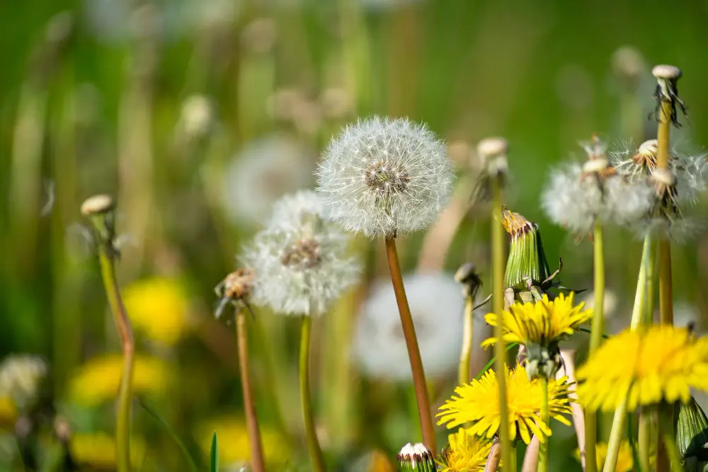 Dandelion