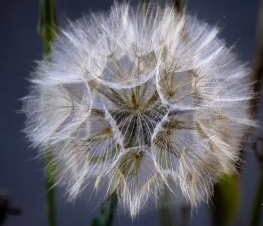 Dandelion Mammoth