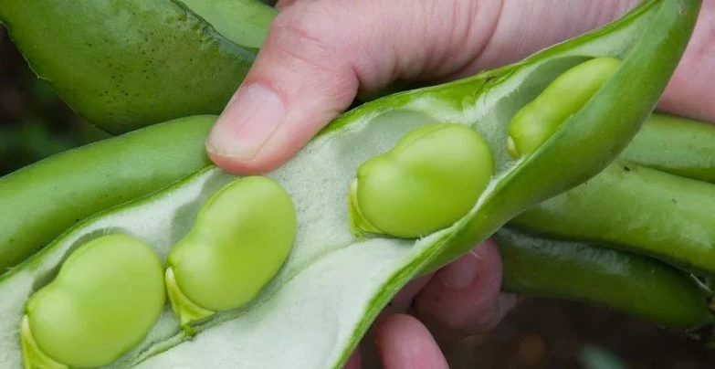 Fava Beans
