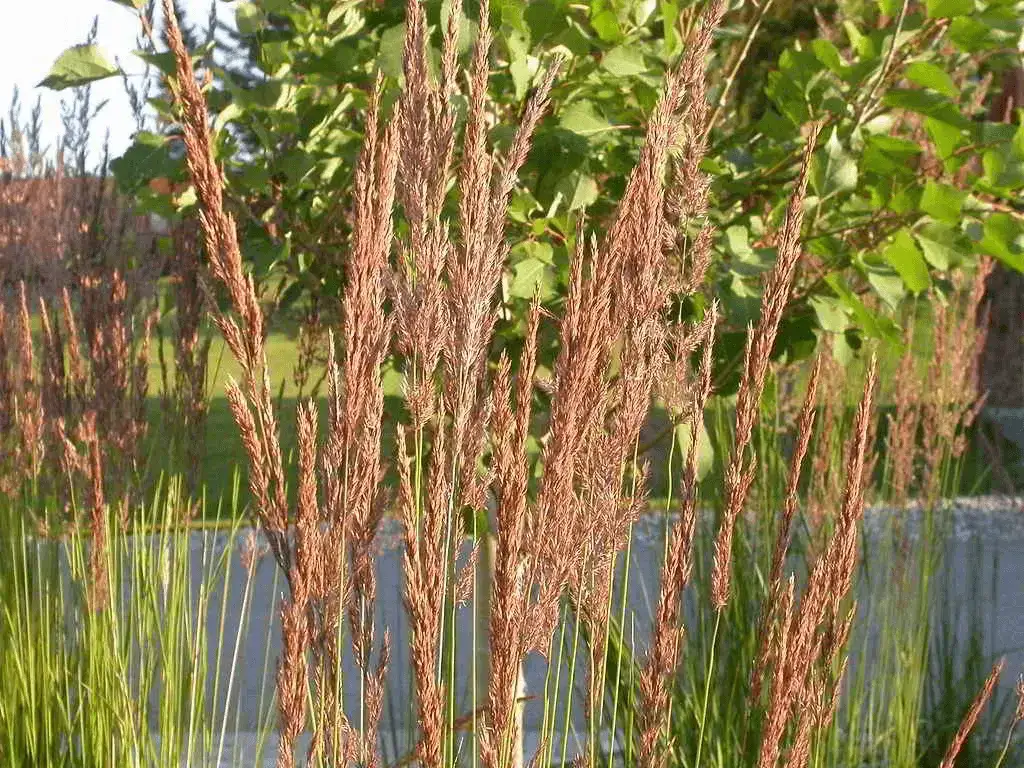 Feather Reed Grass