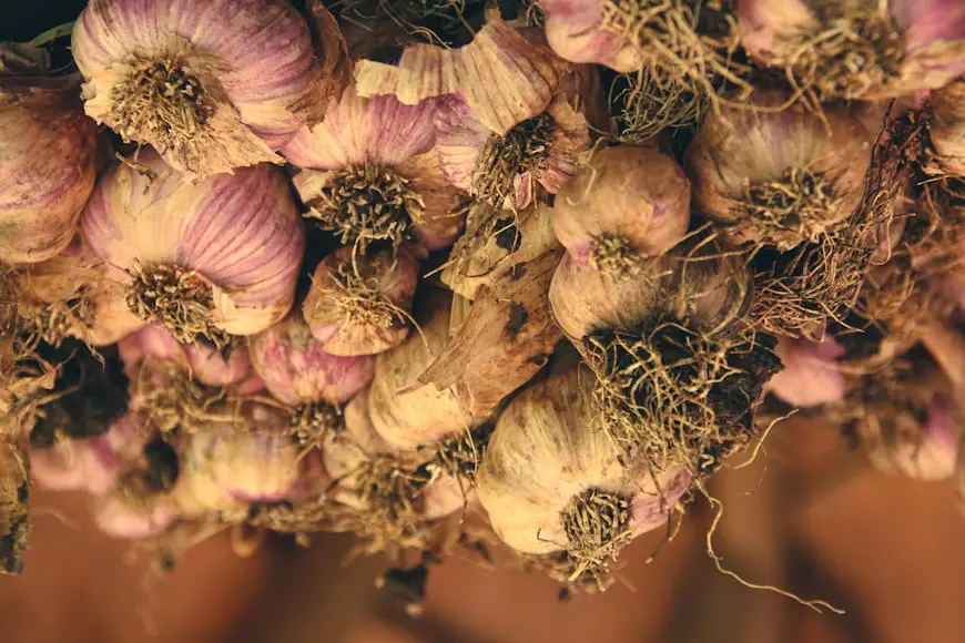 Garlic