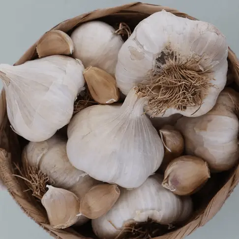 Garlic Softneck