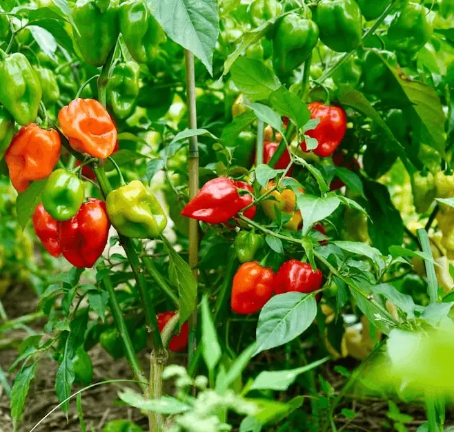 Habanero Pepper