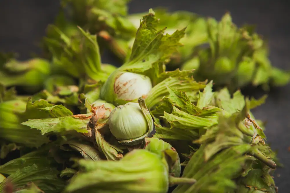 Hazelnut