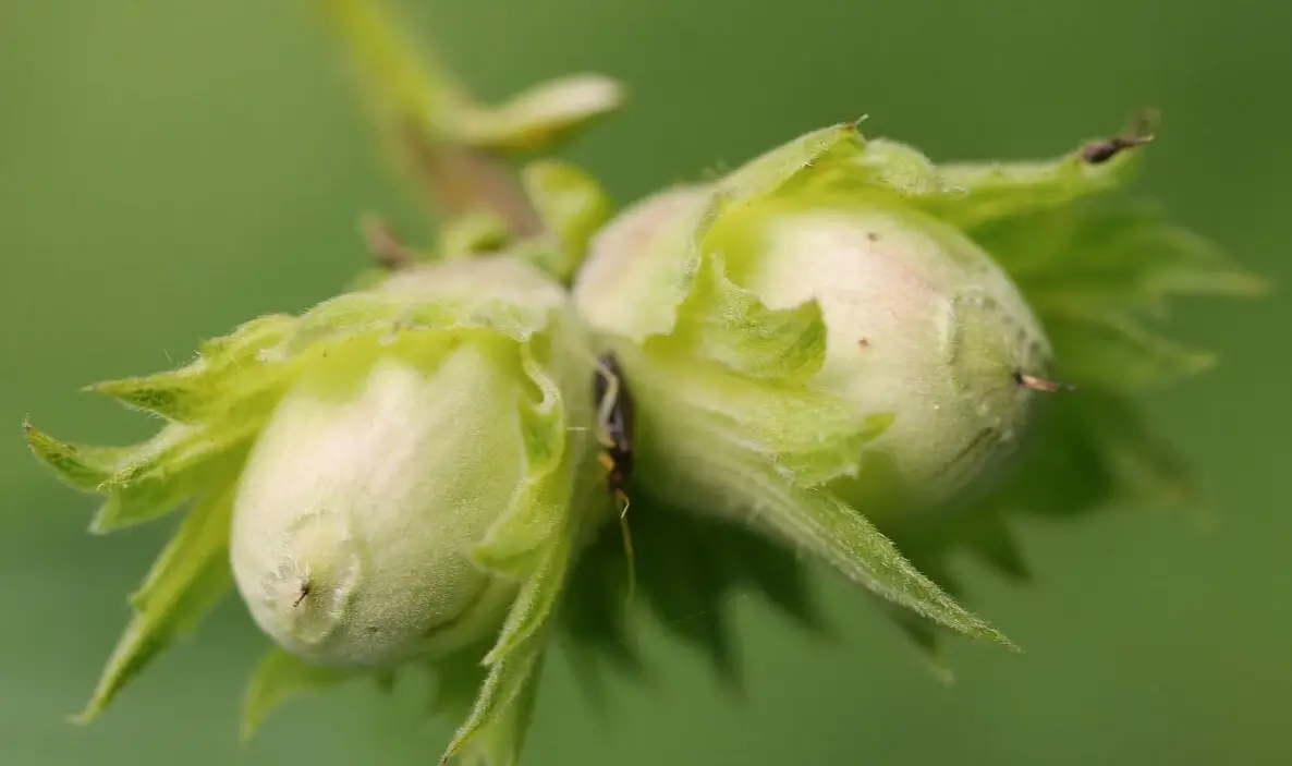 Hazelnut Filbert
