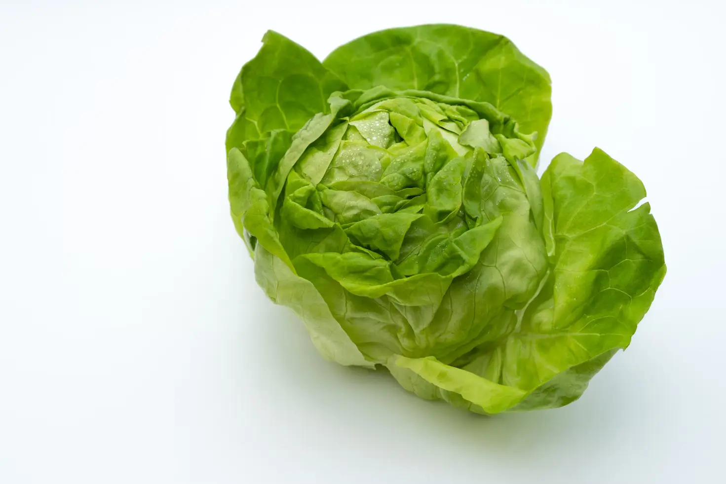 Iceberg Lettuce
