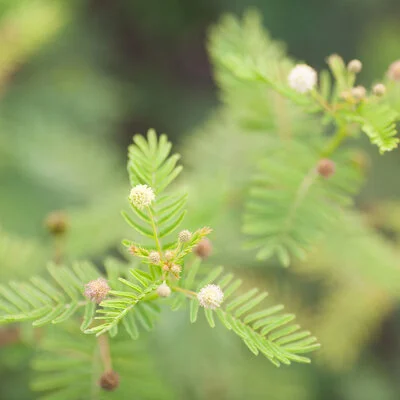 Illinois Bundleflower
