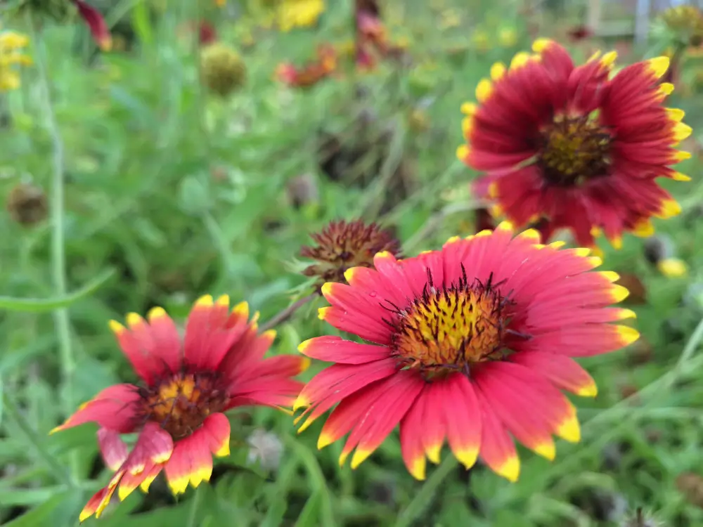 Indian Blanket