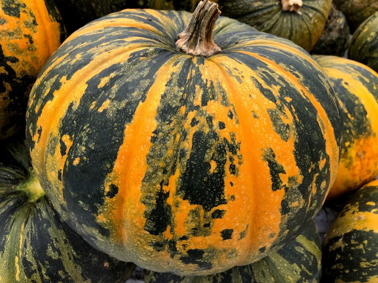 Acorn Squash Seed