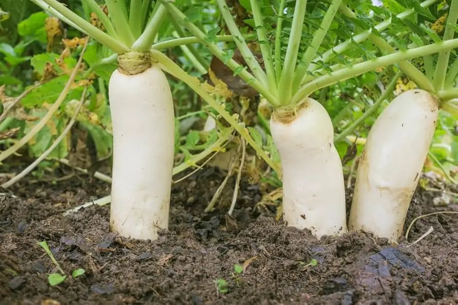 Growing Daikon Radish April Cross: A Complete Guide
