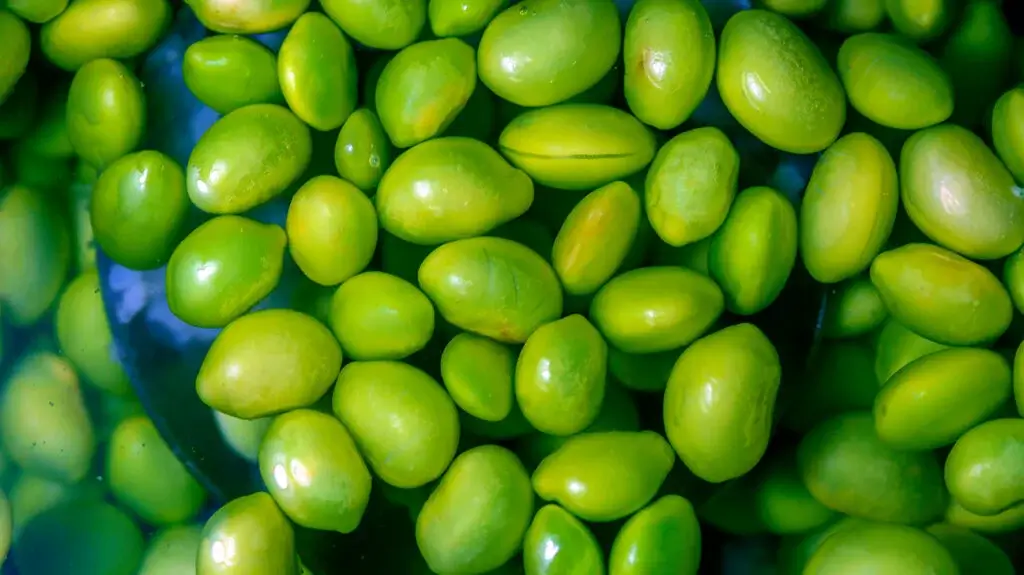 Edamame Cultivation: Essential Tips for Successful Growing and Harvesting