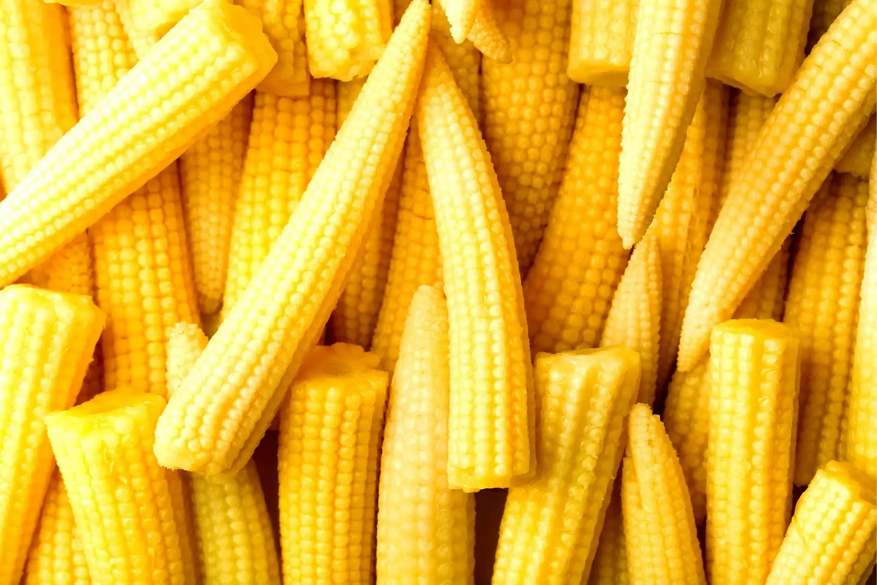 Baby Corn Seed Specifications, Germination, and Growing Conditions