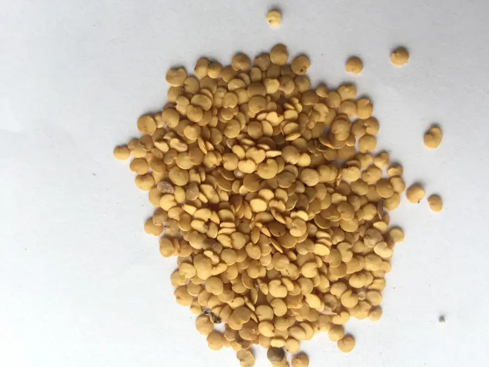 Eggplant seed