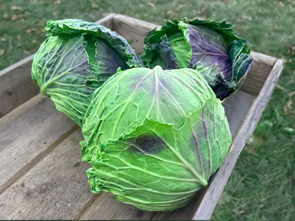 January King Cabbage