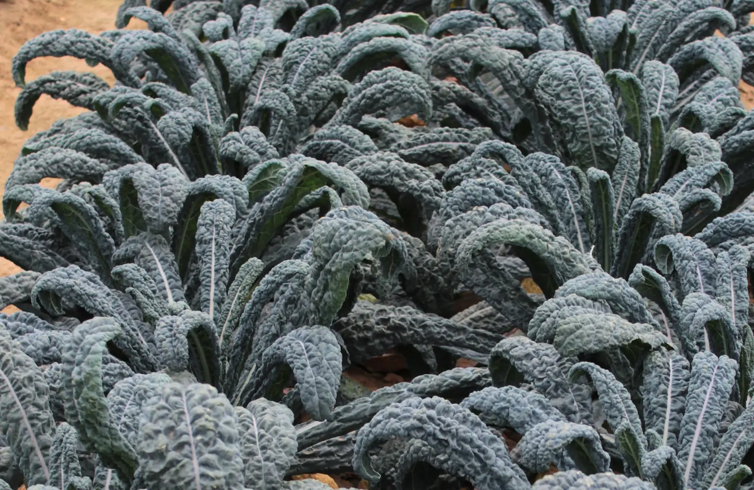 Kale Lacinato