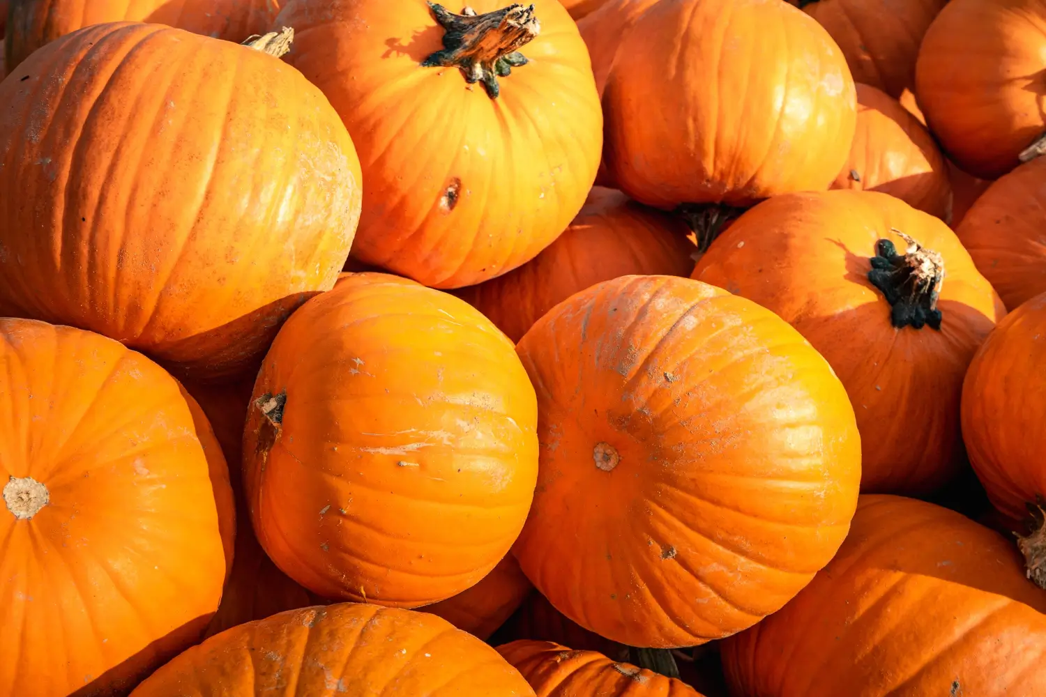 Jack-o’-Lantern Pumpkin, Cucurbita pepo