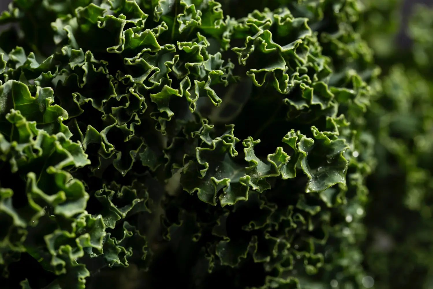 Kale,