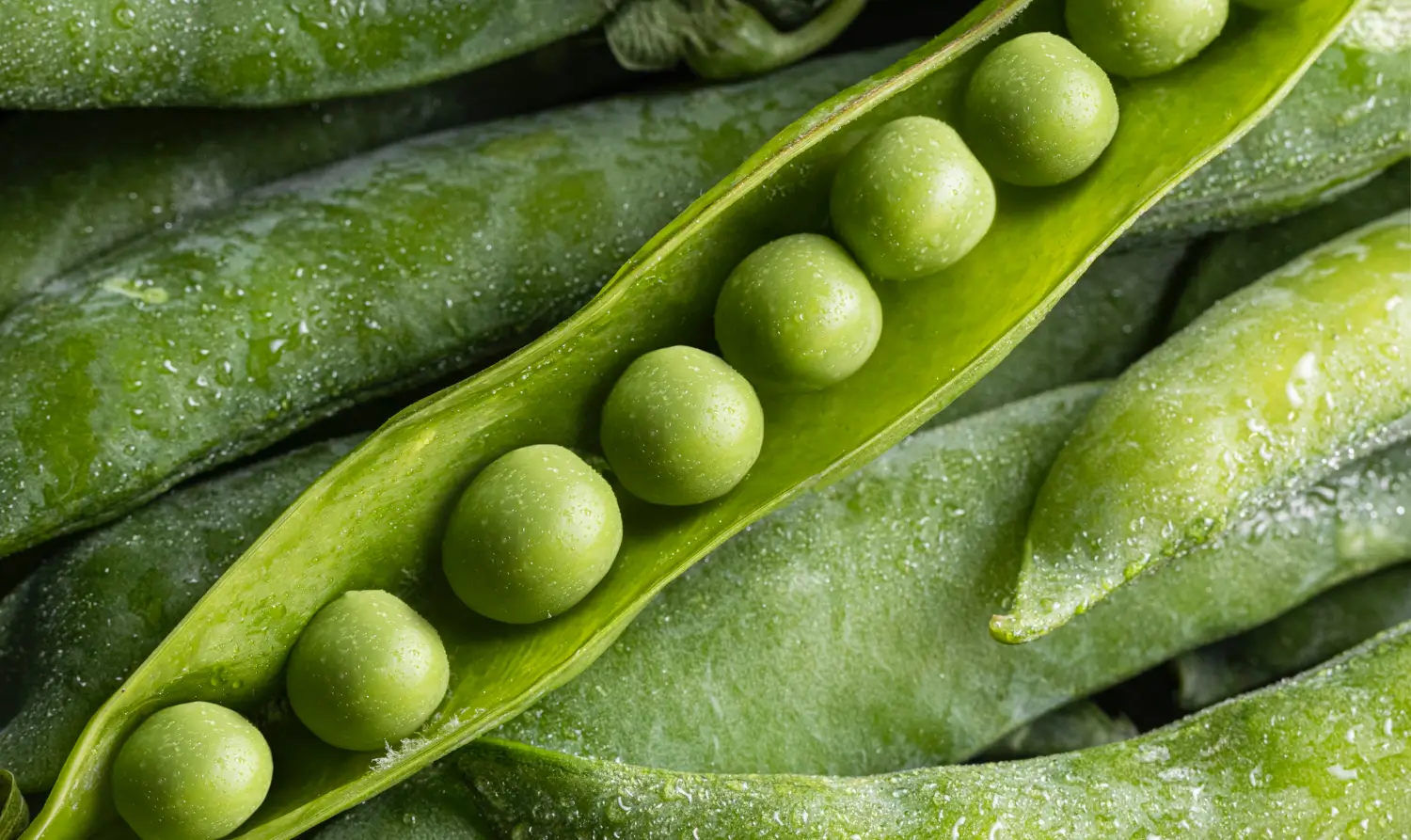 Garden Peas, Pisum sativum