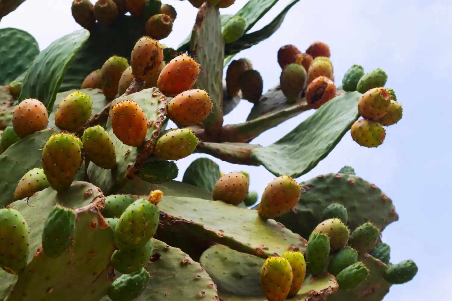 Cactus Prickly Pear