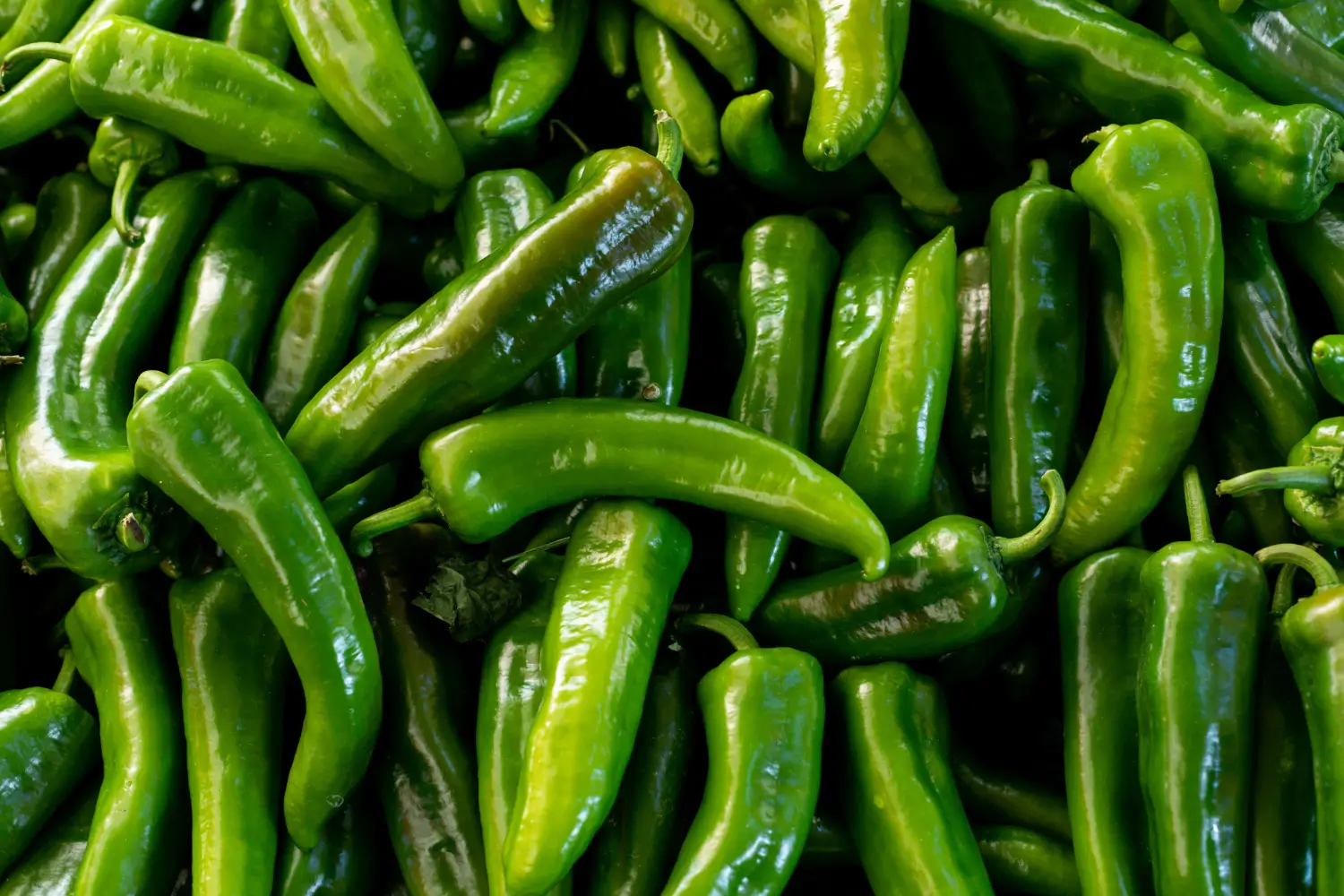 Jalapeño, Capsicum annuum