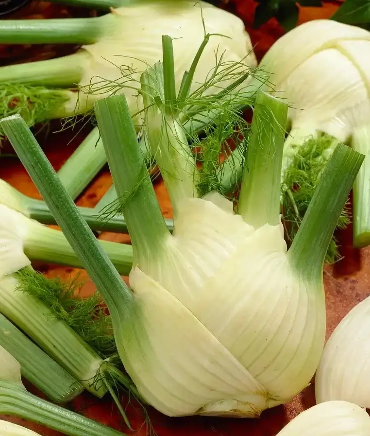 Fennel Florence