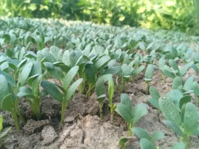 Fenugreek