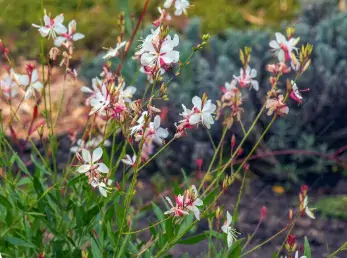 Gaura