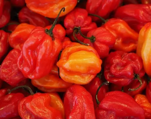 Habanero Red
