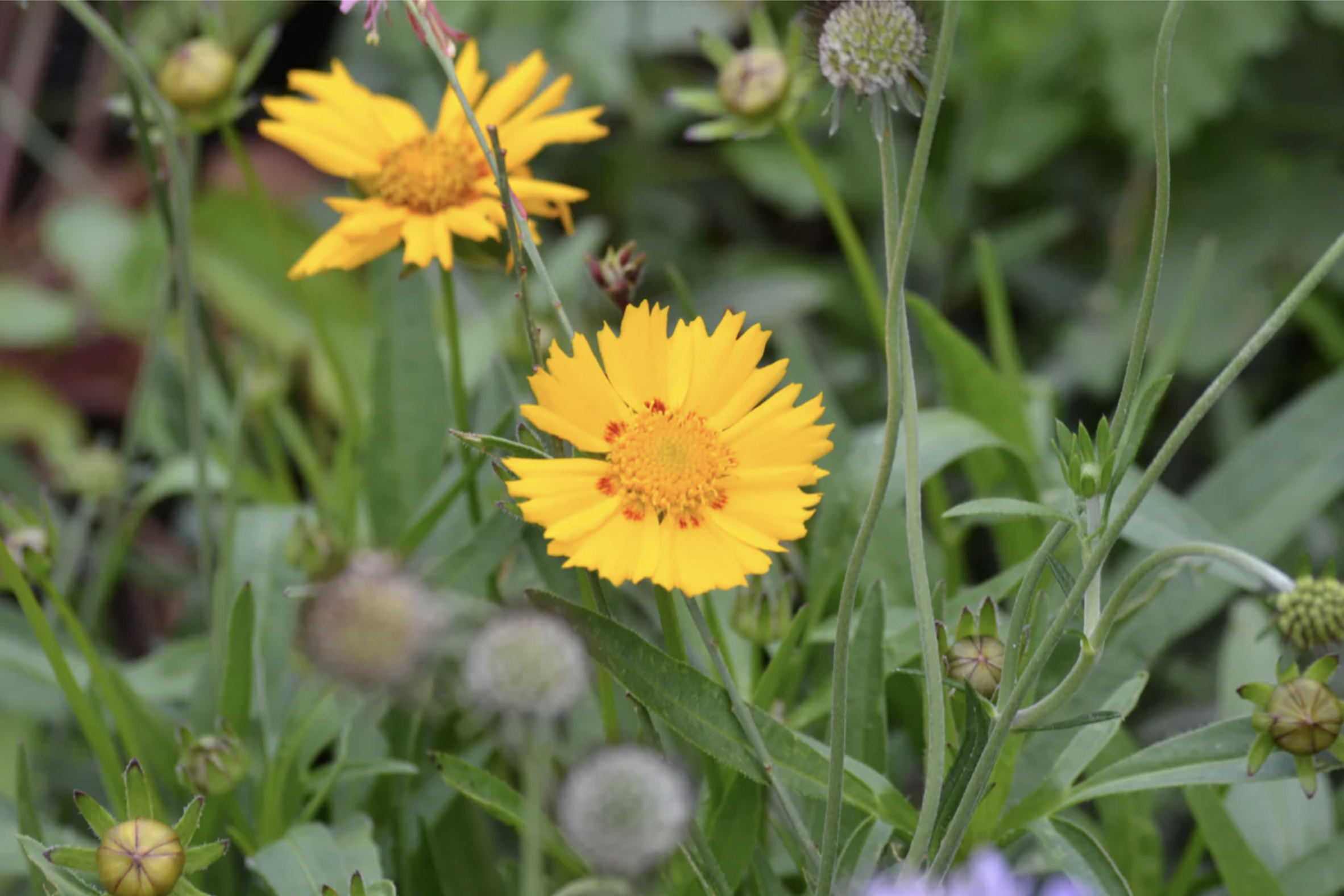 Lanceleaf Coreopsis