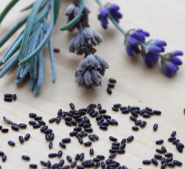 Lavender Seed