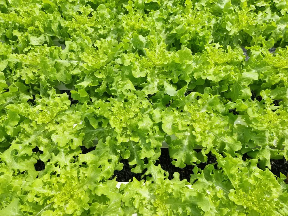 Leaf Lettuce