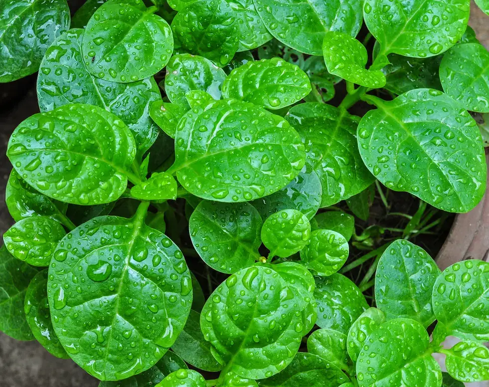 Malabar Spinach