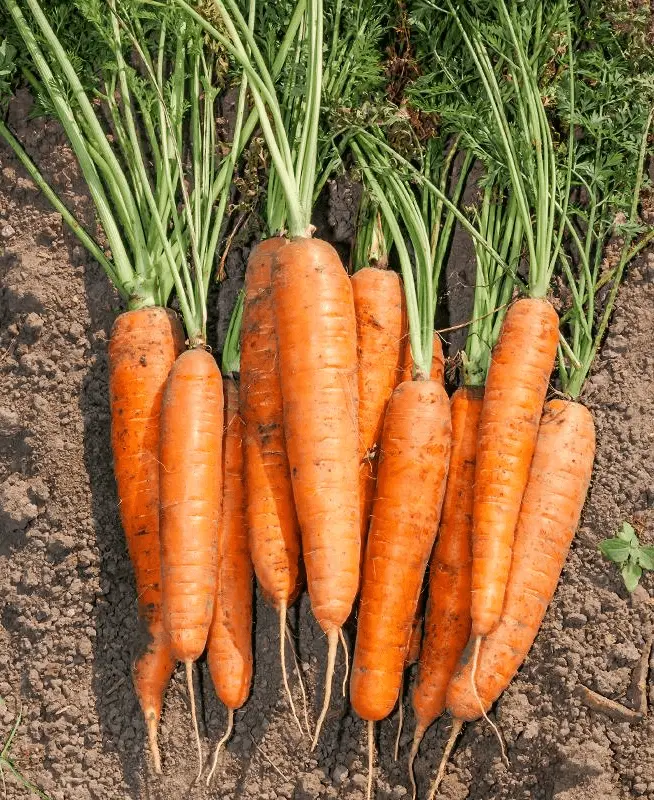 Nantes Carrot