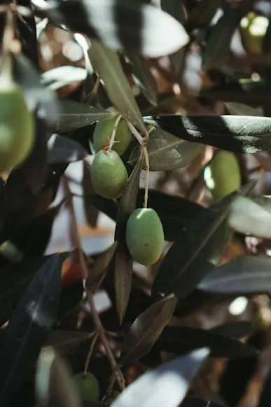 Olive
