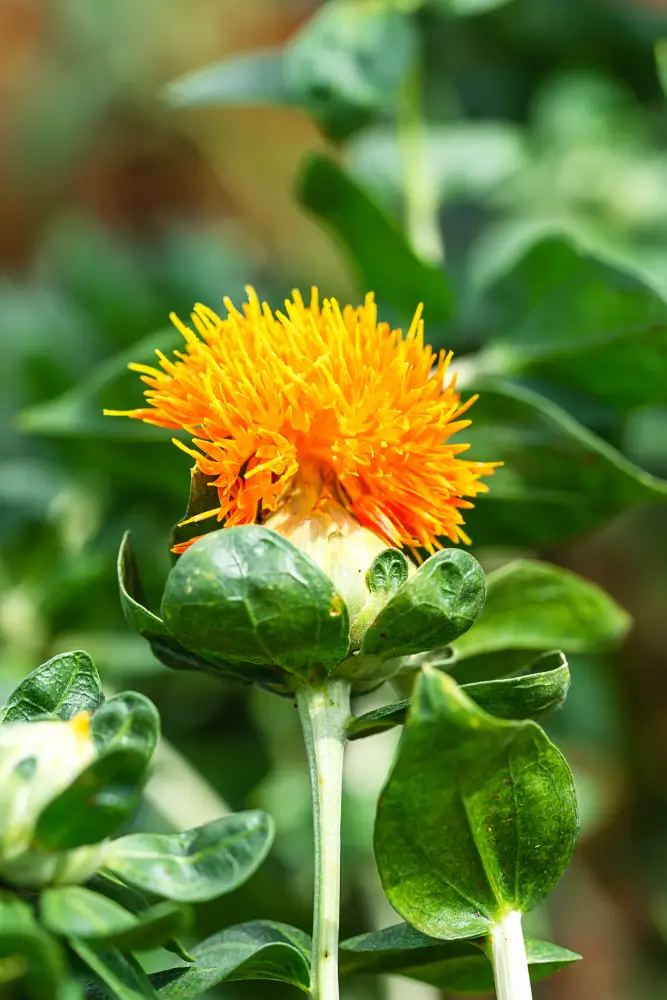 Safflower
