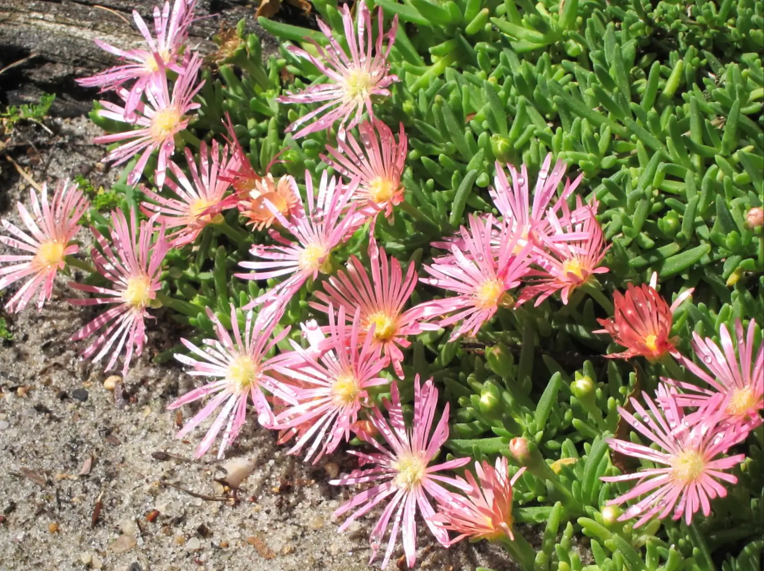 Ice Plant, Delosperma cooperi