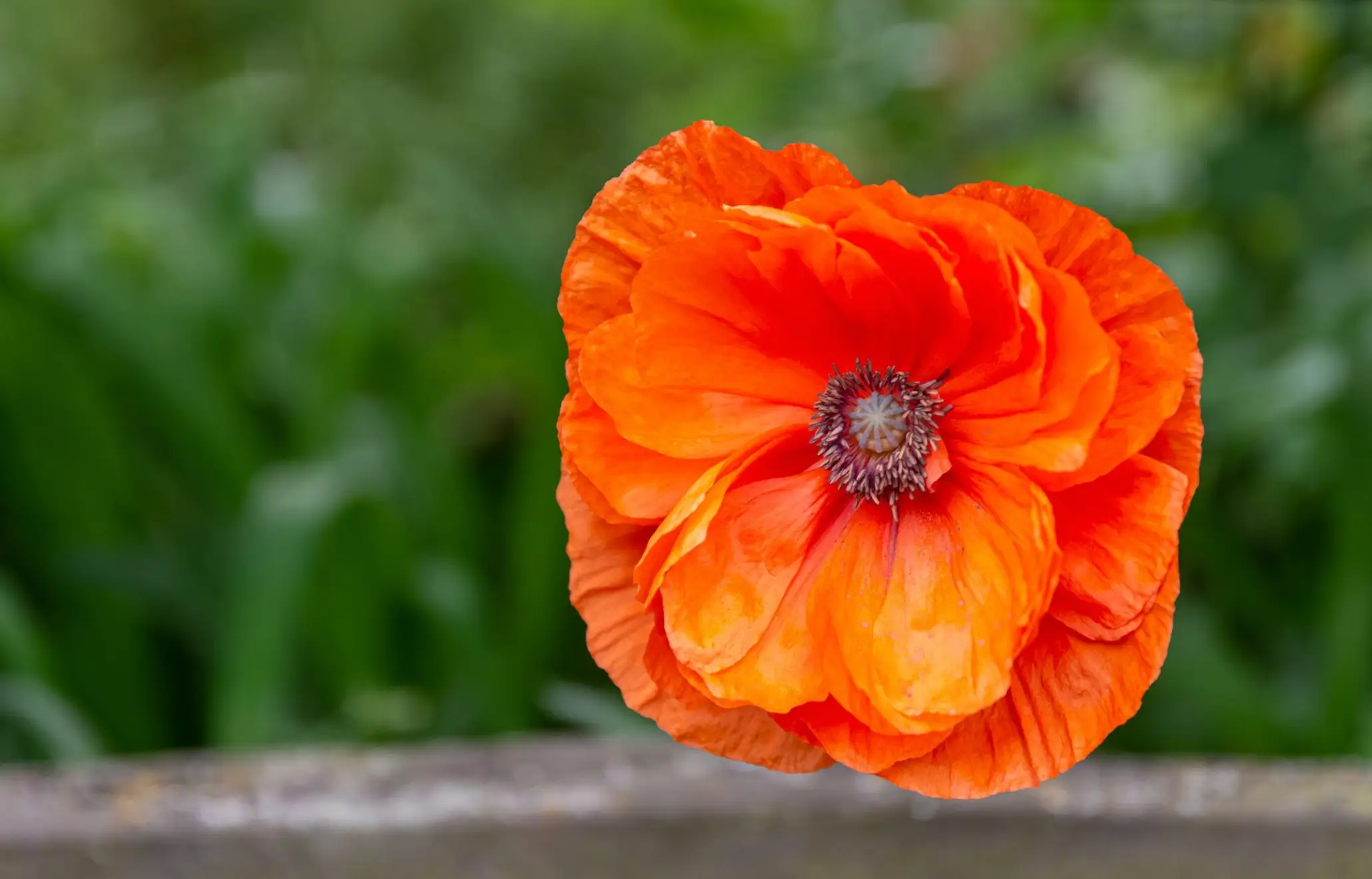 Iceland Poppy, Papaver nudicaule