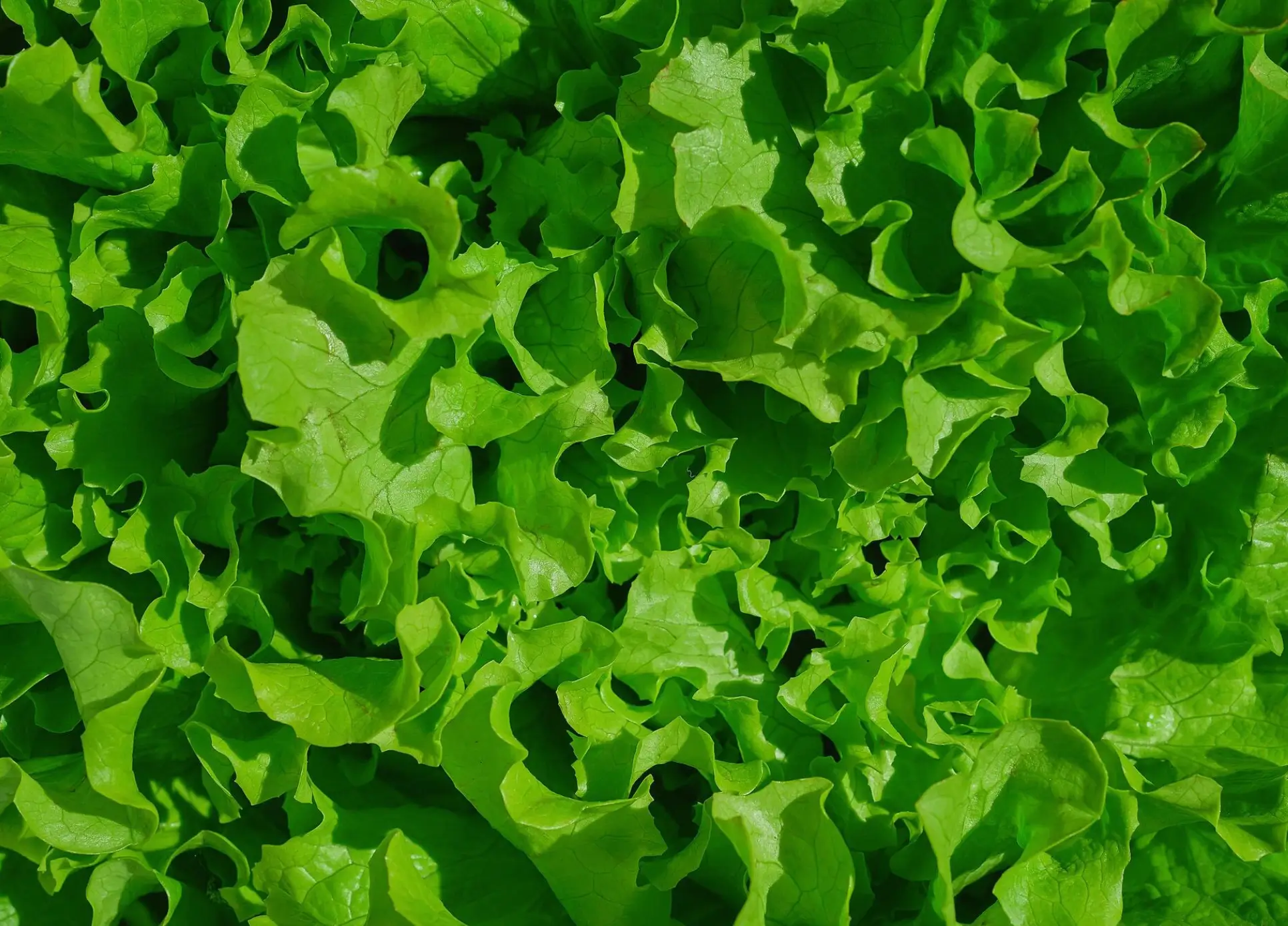 Leaf Lettuce
