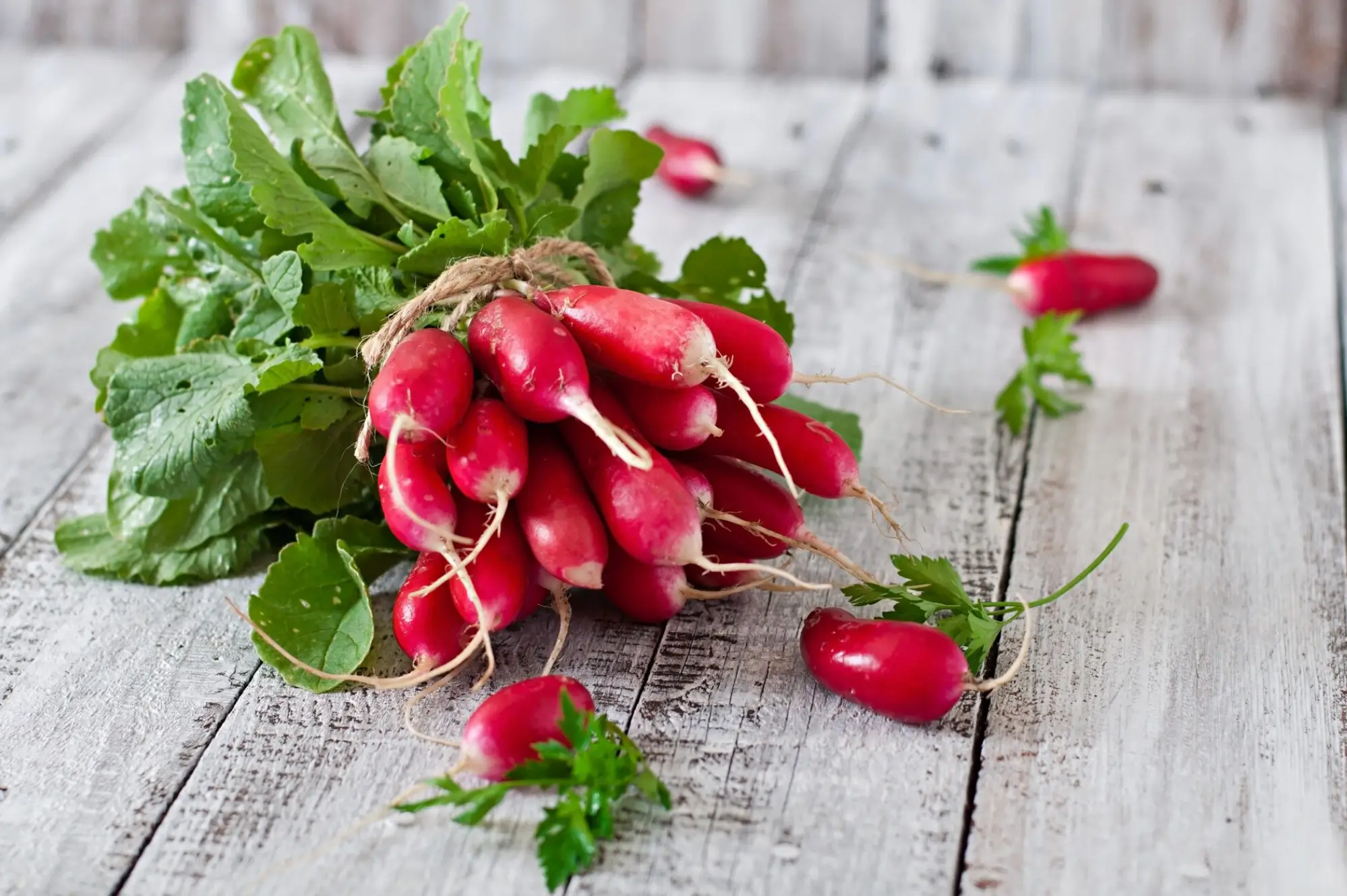 Radish