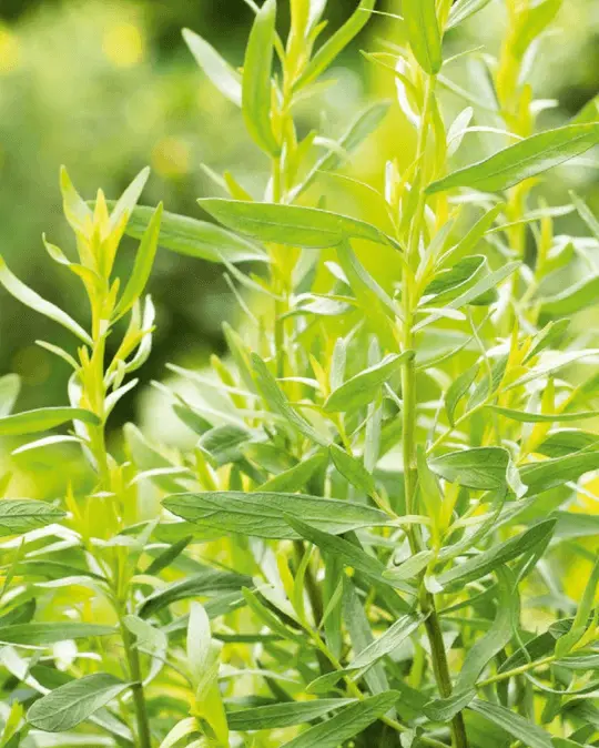 Tarragon Russian