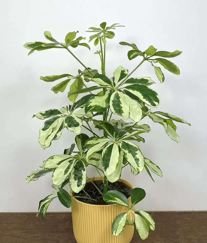 Umbrella plant