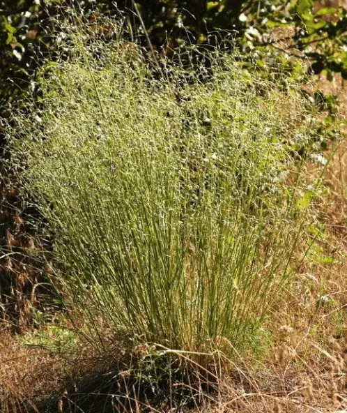 Upland Ricegrass