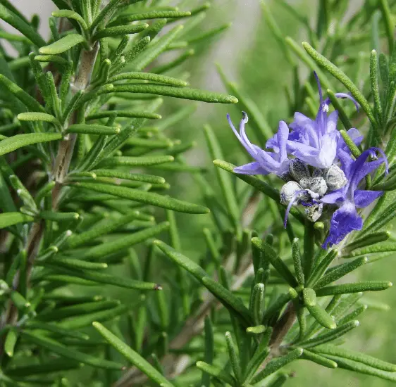 Upright Rosemary