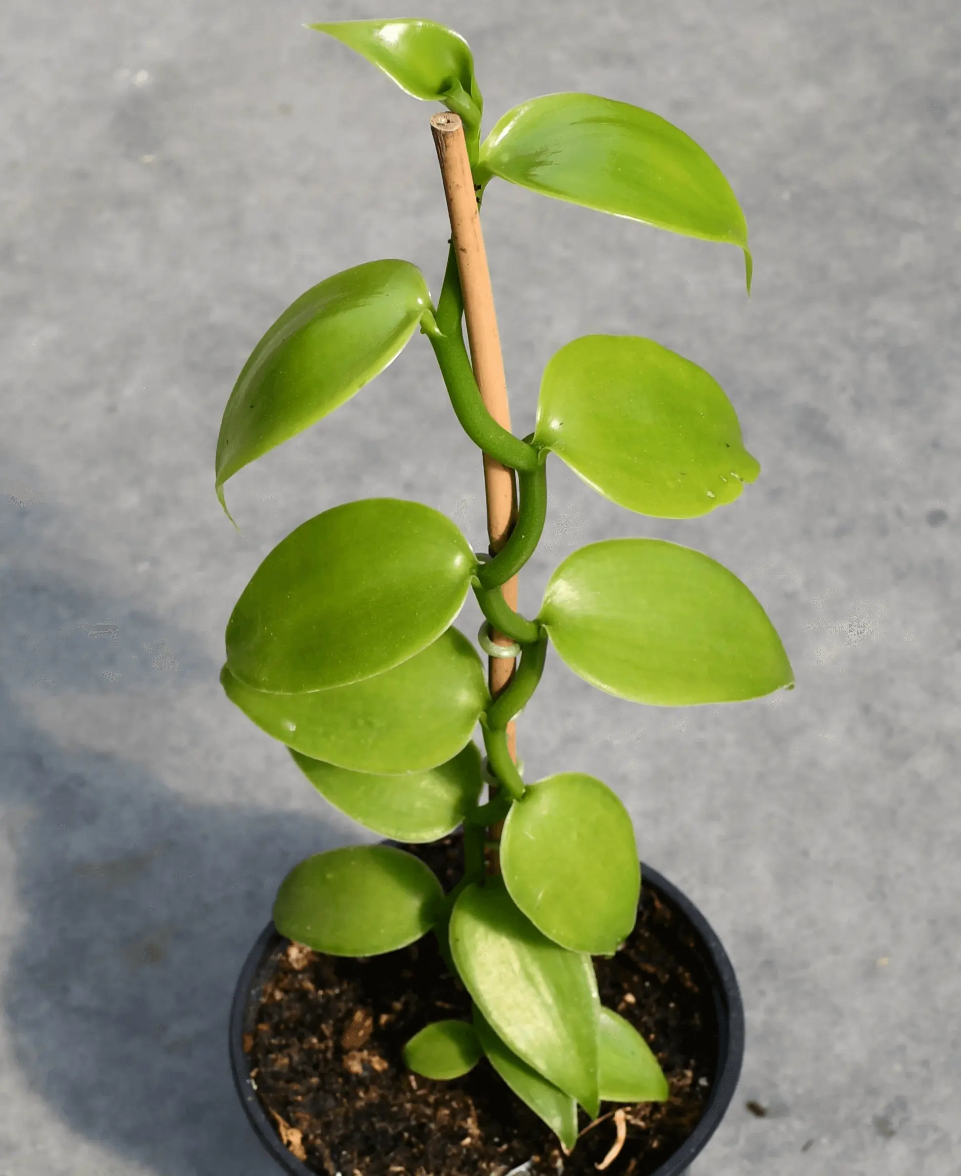 Vanilla Bean