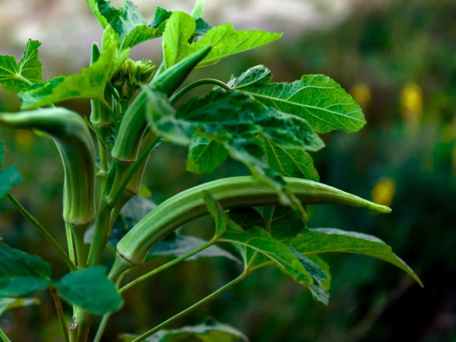 Okra