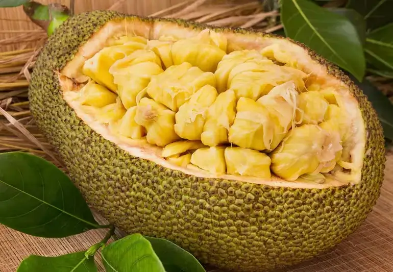 Jackfruit, Artocarpus heterophyllus