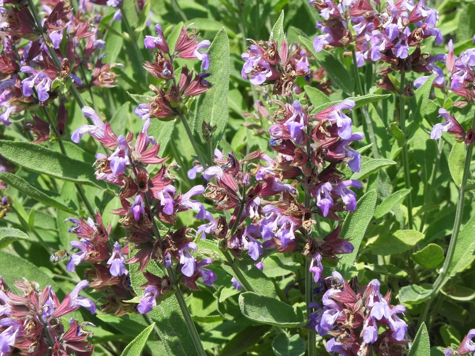 Sage Common