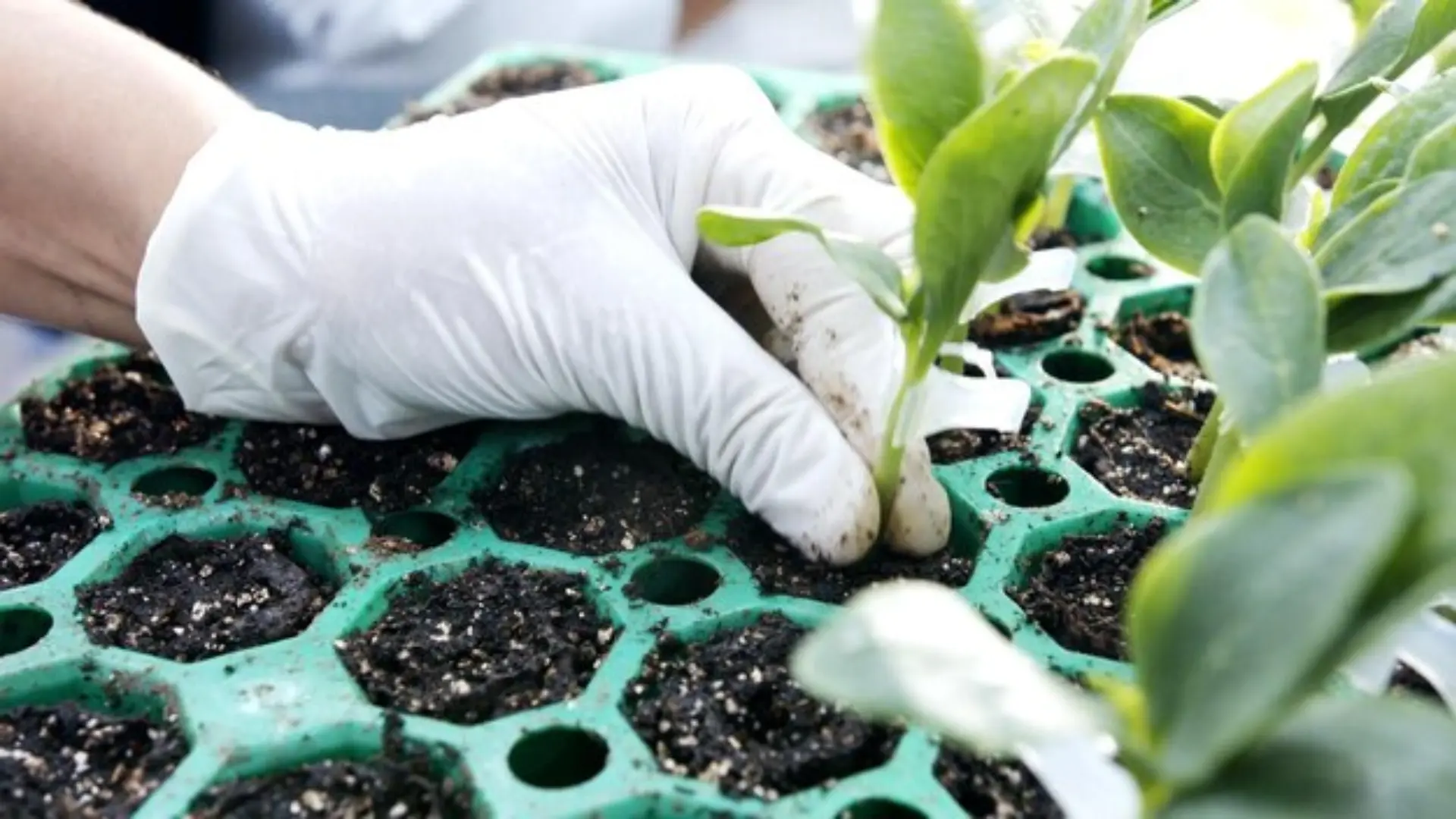 soil health and plant growth through the use of beneficial bacteria